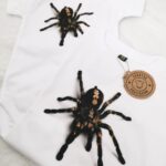 Body/Bluzka z pająkiem